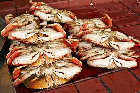 What Is Dungeness Crab?