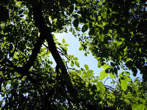 Banco De Imagens árvore Natureza Grama Ramo Plantar Céu Luz