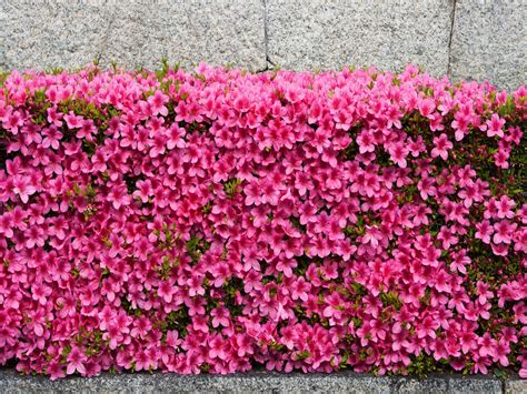 Best flowering hedges: 12 plants for beautiful boundaries | Homes & Gardens