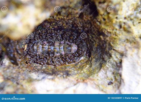 Green Black Sea Leech In Coral Stone Marine Life In Indo Pacific