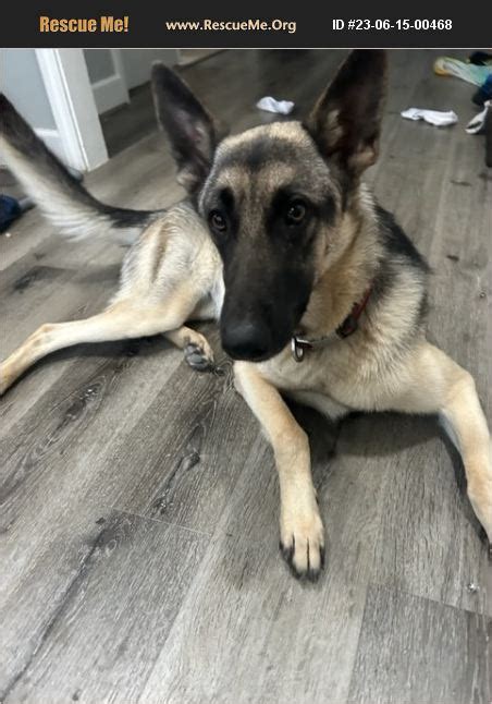 Adopt Belgian Malinois Rescue Houston Tx