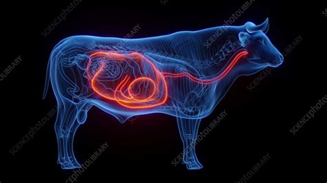 Animation of a cow's stomach and esophagus - Stock Video Clip - K012 ...