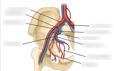 Iliac Vessels Diagram Quizlet