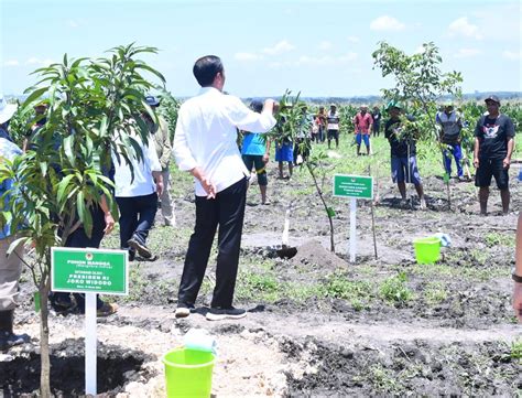 Foto Presiden Jokowi Tanam Pohon Mangga Bersama Para Petani