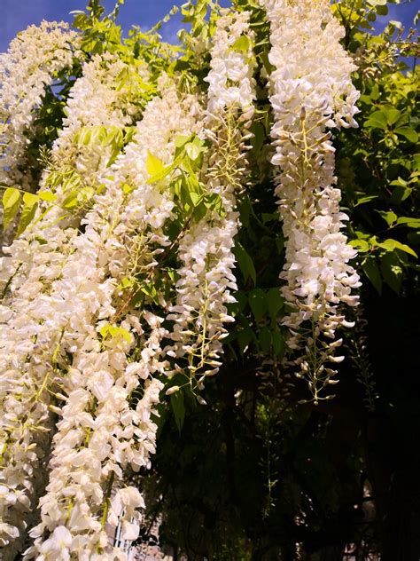 How To Identify Grow And Care For Wisteria Vines Florgeous