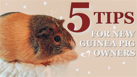 Tips For New Guinea Pig Owners Youtube