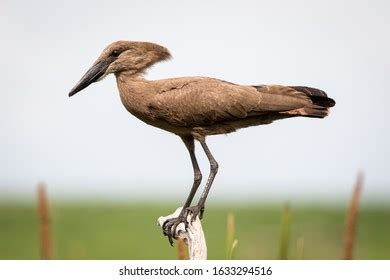 121 Hamerkop Nest Images, Stock Photos & Vectors | Shutterstock