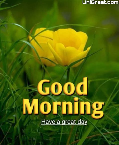 images  good morning  flowers