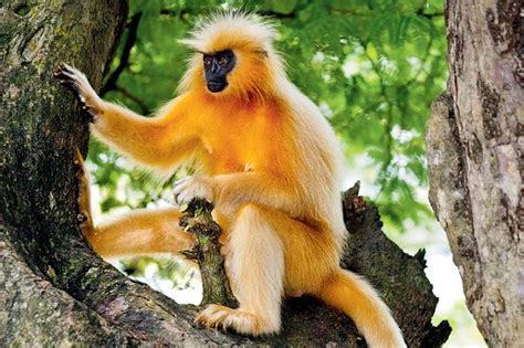 Golden or Gee's Golden Langur, endangered - found in a small region of ...