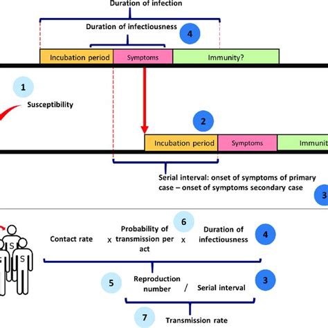 A Schematic Representation Of The Sexual Transmission Of Zika Virus And