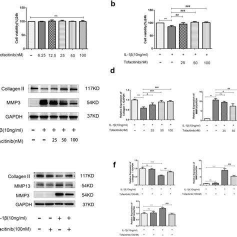 Tofacitinib Inhibited Il 1β Induced Activation Of The Jak1stat3