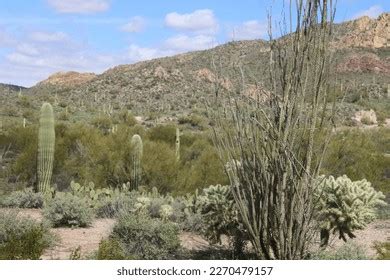 47,668 Cacti Arizona Images, Stock Photos & Vectors | Shutterstock