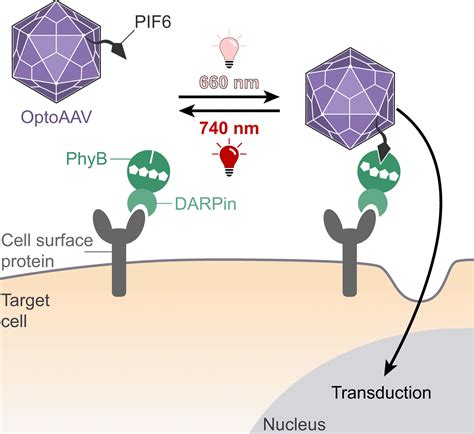 Gene Transfer With An Optic Adeno Associated Viral Vector Medical