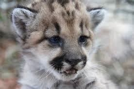 Cougar - Wikipedia, the free encyclopedia