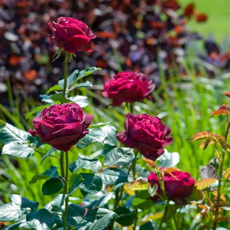 Купить английскую розу шраб Фальстафф, саженцы с доставкой