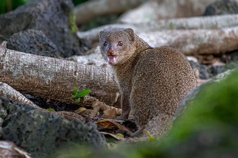 13 Magnificent Facts about Mongoose - Fact City