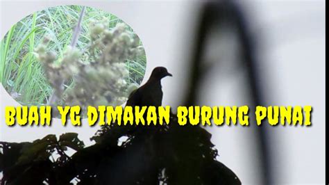 Buah Pohon Kelimpapa Yg Disukai Burung Punai YouTube