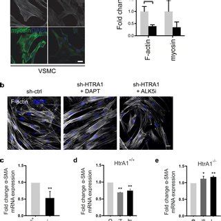 Loss Of Htra In Vsmc Enforces Tgf Signaling And Induces Dual