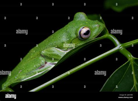 Malabar Gliding Frog Rhacophorus Malabaricus Is A Rhacophorid Tree