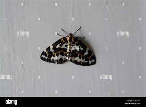 Abraxas Grossulariata Or Magpie Moth Stock Photo Alamy