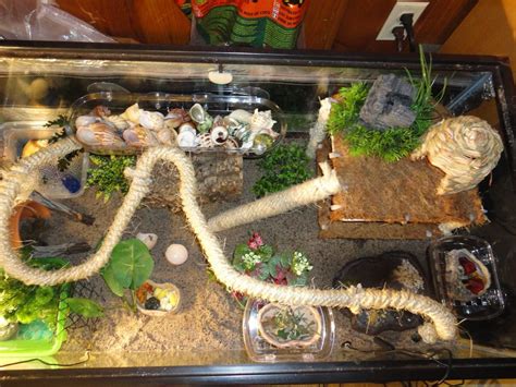 Image Hermit Crab Tank Hermit Crabs Amphibians Reptiles Pet Spaces