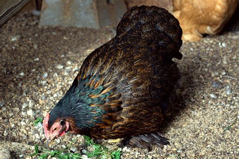 Beautiful Partridge Cochin Chicken Chickens Backyard Cochin Chickens Hobby Farms