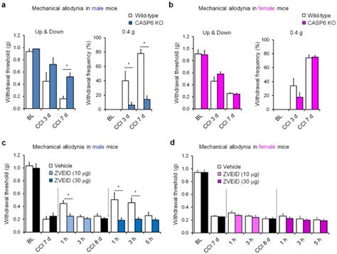 Microglial Signaling In Chronic Pain With A Special Focus On Caspase 6 P38 MAP Kinase And Sex