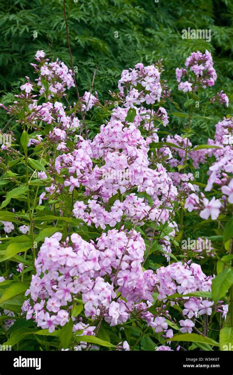 Phlox Paniculata Discovery Stock Photo Alamy