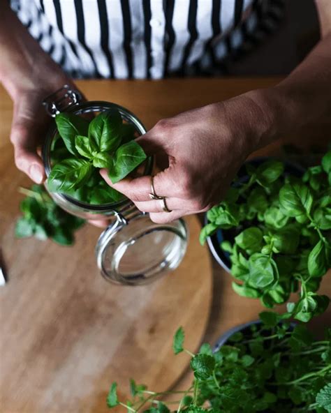 Todo Lo Que Necesitas Saber Sobre El Cultivo De Albahaca Una Planta