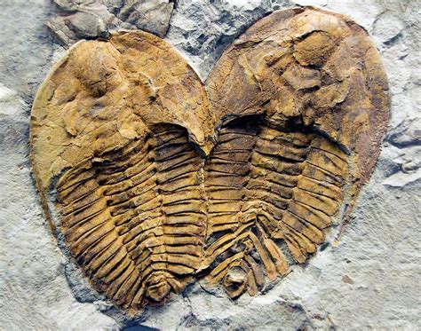 Trilobite Fossils Photograph by Sinclair Stammers/science Photo Library ...