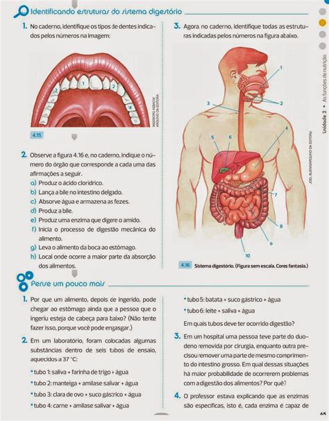 Biouai Atividade Do Livro Sobre Sistema Digestório 7a Série