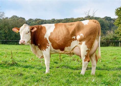 Simmental | Cattle, Dairy cows, Farm animals