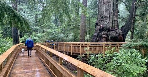 Rockaway Big Tree Boardwalk Affords View Of Mammoth Cedar Explore