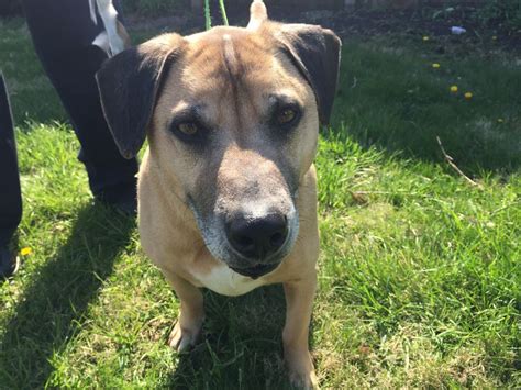 Maxs Mission 5 Year Old Rescue Dog Albert Is Looking For A Forever Home