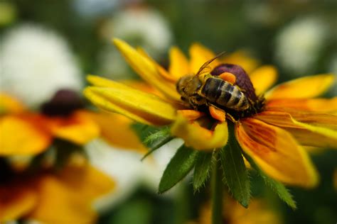 Honey Bee On Yellow Petaled Flowers Hd Wallpaper Wallpaper Flare