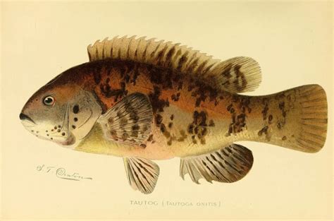 Tautog - Facts, Diet, Habitat & Pictures on Animalia.bio