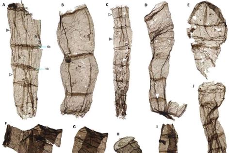 中国北部の化石は真核生物が16億3000万年前に初めて多細胞性を獲得したことを示している