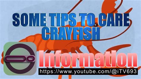 Wastong Pag Aalaga Ng CRAYFISH O CRAWFISH ITV693 YouTube