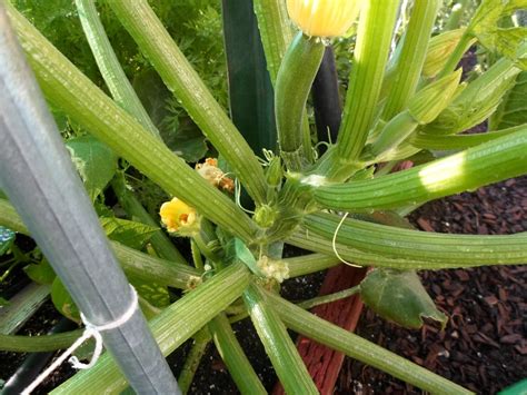 Growing Zucchini Vertically The Wealthy Earth