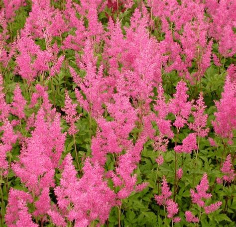 Astilbe Japonica Koblenz Kwekerij De Boever