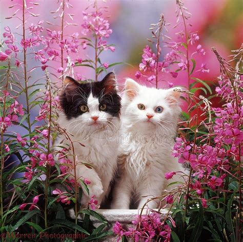 Цветов котиков - картинки и фото koshka.top