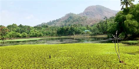 Salim Ali Bird Sanctuary/Thattekad Bird Sanctuary Munnar (Timings ...