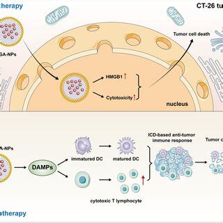 Dox Plga Nps Against Tumor By Inducing Effects Of Chemotherapy And