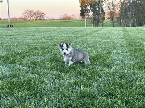 Males and Females Alaskan Malamute Puppies For Adoption