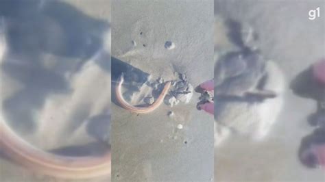 Homem Flagra Cobra Fantasma Em Praia De Sp E Intriga Moradores V Deo