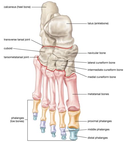 Intrinsic muscles of the foot Flashcards | Quizlet