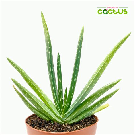 Aloe Humilis X Pratensis C Mprate Un Cactus