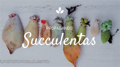 Como Propagar Suculentas Por Hoja Paso A Paso How To Propagate