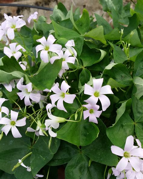 Oxalis regnellii Bulbs — Buy 'Green Flowering Shamrock' online at ...