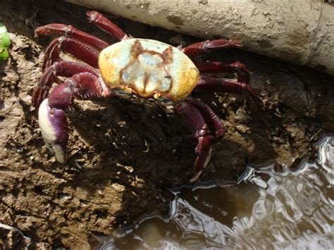 Liga do Planeta Captura do caranguejo uçá espécie Ucides cordatus é